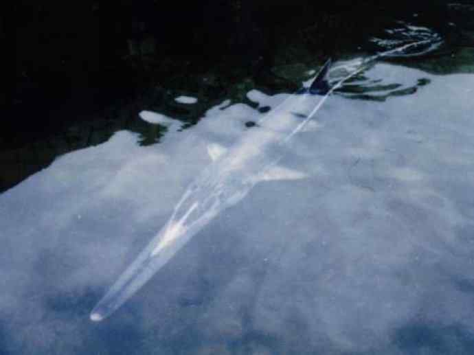 鱼类活化石：叶吻银鲛