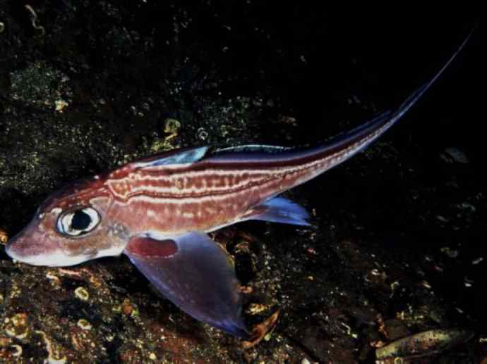 鱼类活化石：银鲛