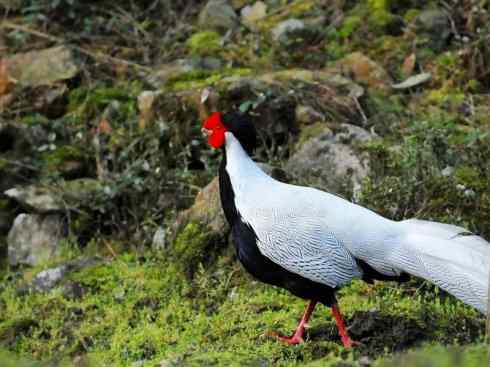 凤凰：传说中的鸟原型探秘（鹇）