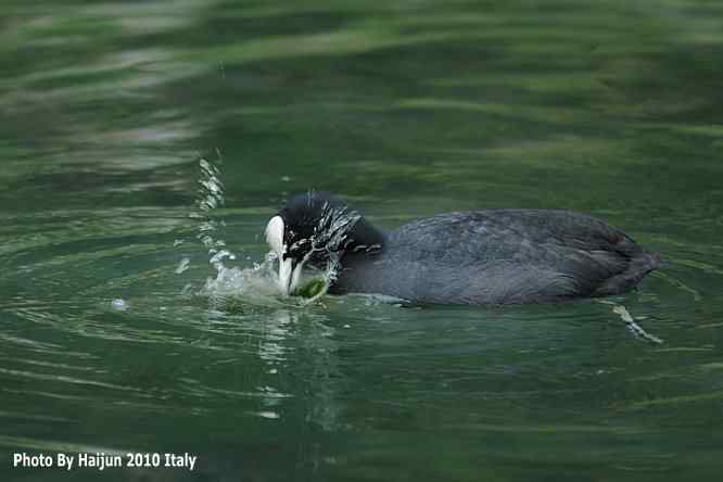 【亚平宁半岛之旅 wbr. wbr角逐白骨顶】