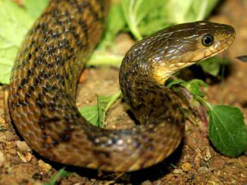 龙：传说的兽原型探秘（水蛇类）