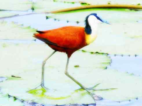 奇特的盔：非洲雉鸻