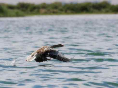 家禽驯化之源之三