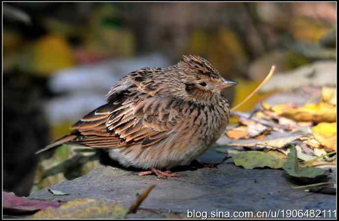 猫---天生的鸟类杀手! 猫---天生的鸟类杀手!