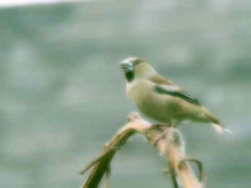 家禽驯化之源之二十二