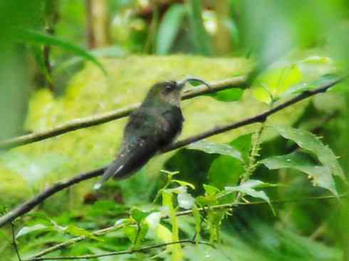 猎奇：奇特的鸟喙之九