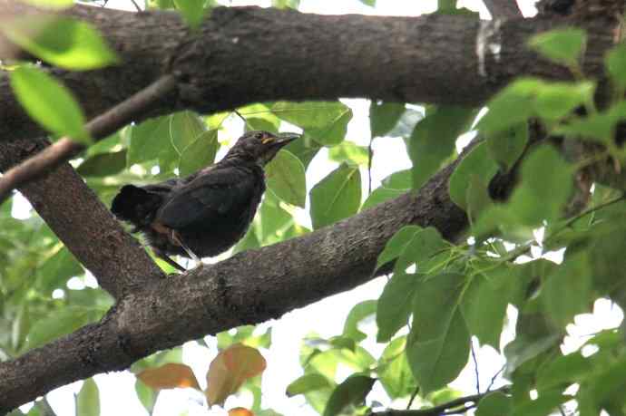 摄鸟拾趣(六) wbr乌鸫dong(幼鸟) wbr2012.06 摄鸟拾趣(六) wbr乌鸫dong(幼鸟) wbr2012.06