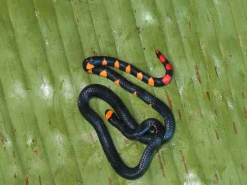 龙：传说的兽原型探秘（环蛇类）