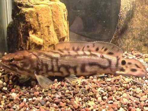 鱼类活化石：弓鳍鱼