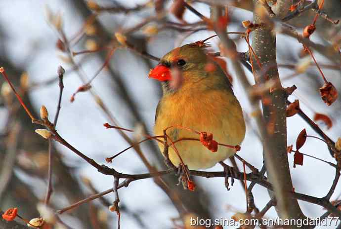 红衣主教夫人 红衣主教夫人