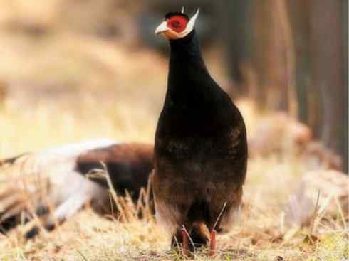 家禽驯化之源之五