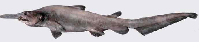 鱼类活化石：魔鬼鲨