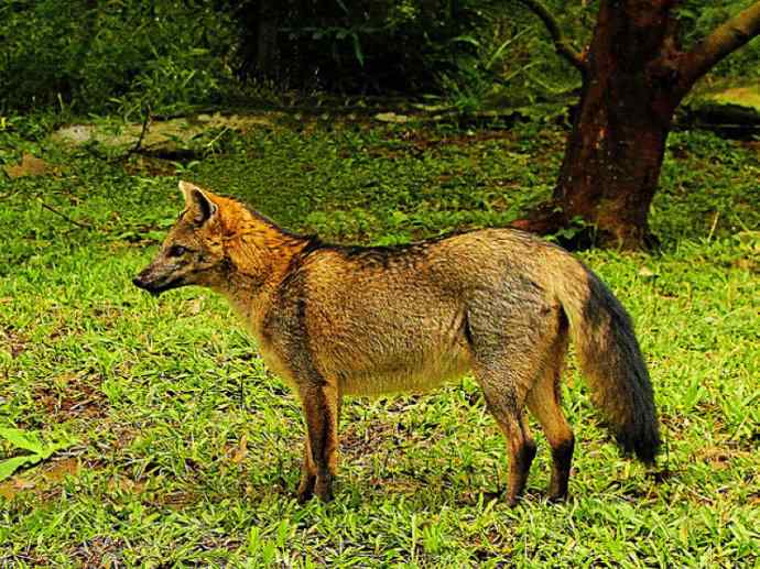 犬科：狐亚科食蟹狐属之食蟹狐