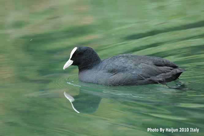 【亚平宁半岛之旅 wbr. wbr角逐白骨顶】
