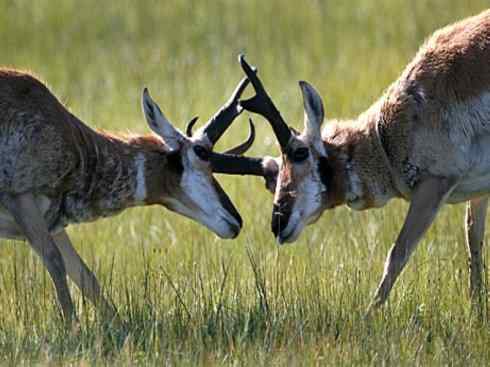 麒麟：传说的兽原型探秘（叉角羚）