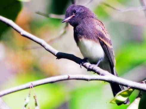 雀鸟也彪悍：四两拨千斤（王霸鹟）