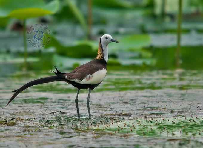 荷花仙子爱吃荤(组图,10张图片)