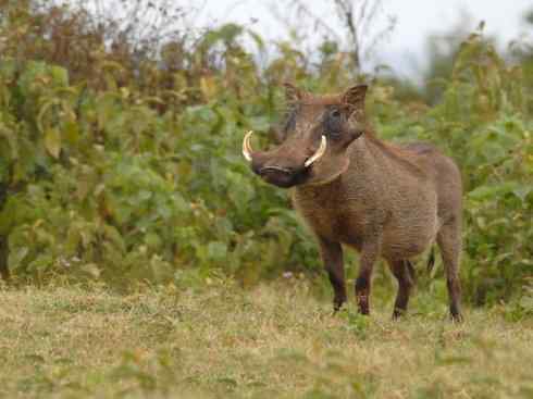麒麟：传说的兽原型探秘（叉角羚）