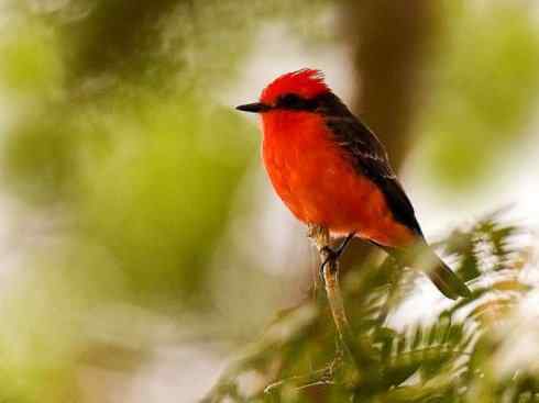 极品红色鸟类：朱红霸鶲