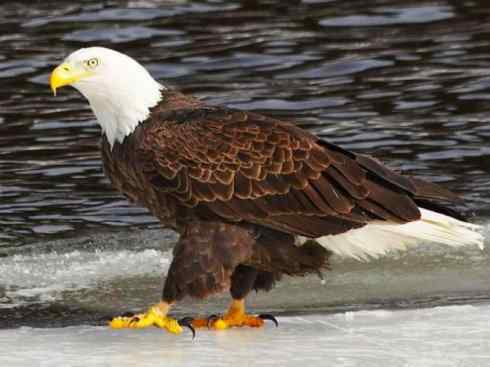 犬科：狐亚科灰狐属之灰狐、岛屿灰狐