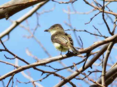 雀鸟也彪悍：四两拨千斤（王霸鹟）