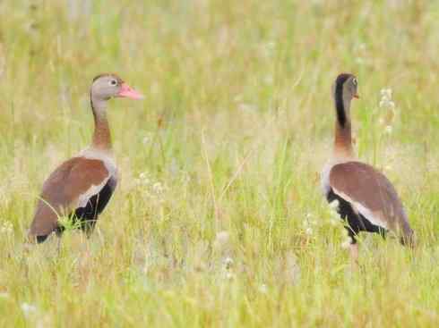 欣赏:美丽的树鸭 欣赏:美丽的树鸭