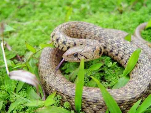 龙：传说的兽原型探秘（水蛇类）