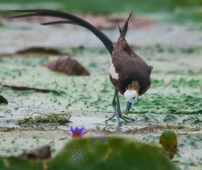 荷花仙子爱吃荤（组图，10张图片）