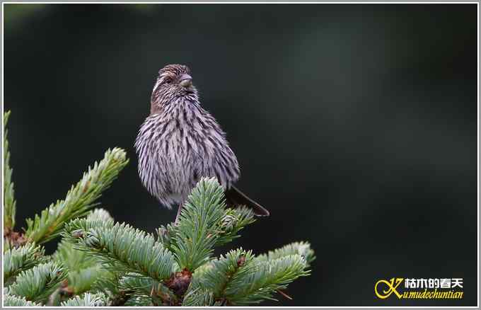 高原拍鸟&bull;帕姆岭的白眉朱雀【照片】