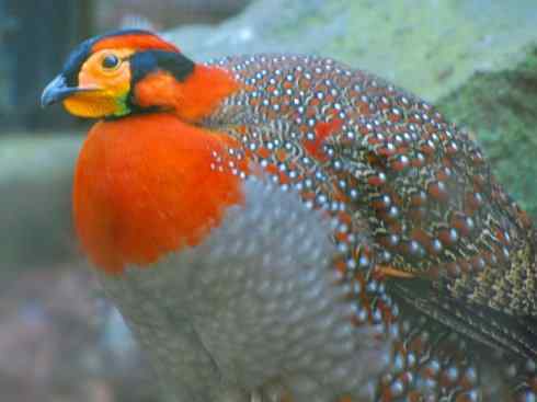 凤凰：传说中的鸟原型探秘（锦鸡）