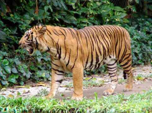 白虎：传说的兽原型探秘（孟加拉虎）