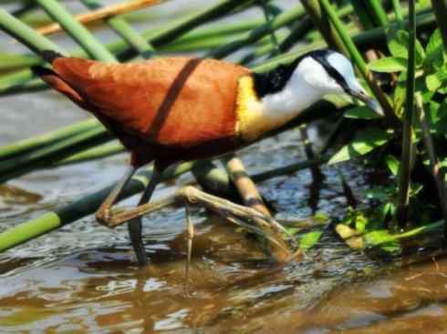 奇特的盔：非洲雉鸻