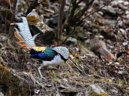 凤凰：传说中的鸟原型探秘（锦鸡）