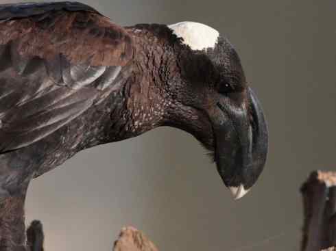 奇特的盔：厚嘴渡鸦