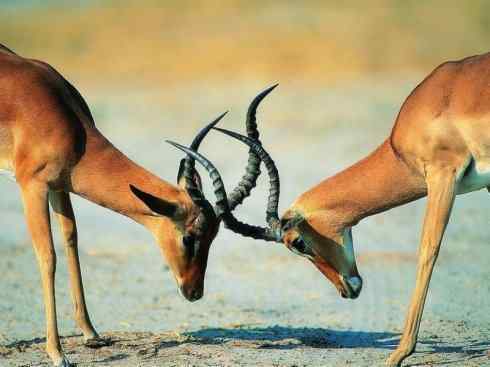 麒麟：传说的兽原型探秘（狷羚）