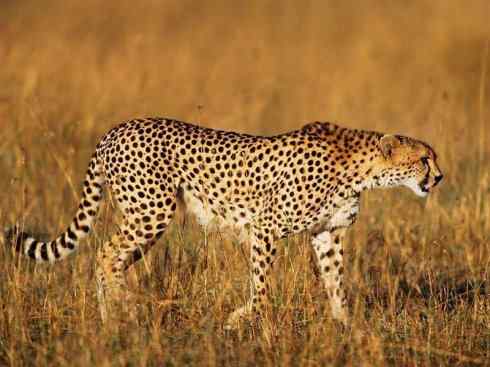 白虎：传说的兽原型探秘（美洲虎）