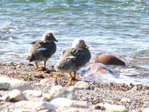 白头鸟系列:另类的美丽9 白头鸟系列:另类的美丽9