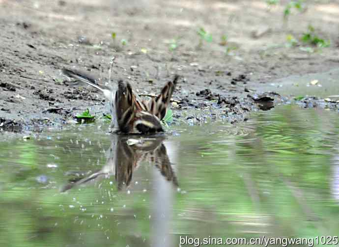黄眉鹀与白眉鹀