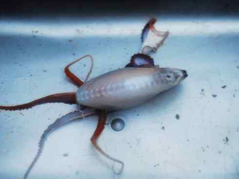 自然奇观：动物大迁徙(乌贼）