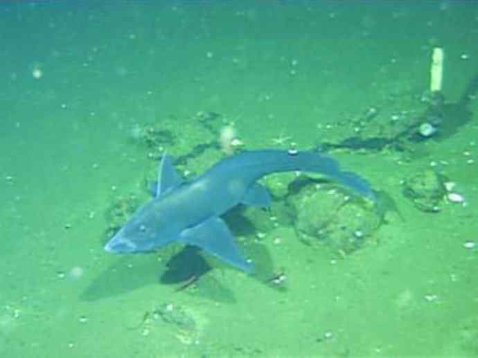 鱼类活化石：银鲛