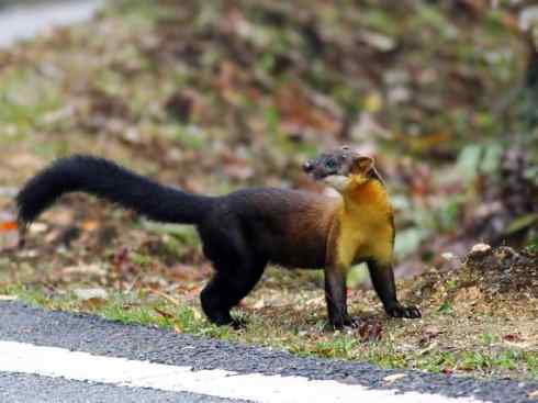 十大喜食蜂蜜动物：黄喉貂