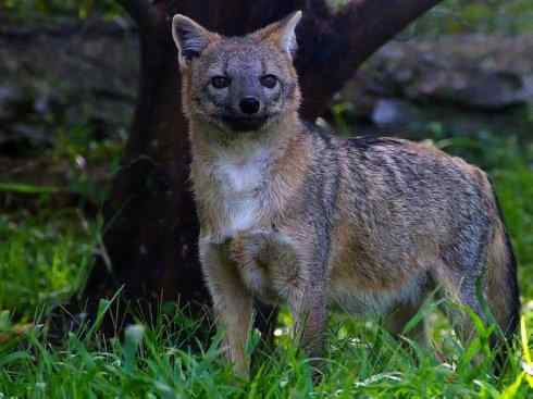 犬科：狐亚科食蟹狐属之食蟹狐