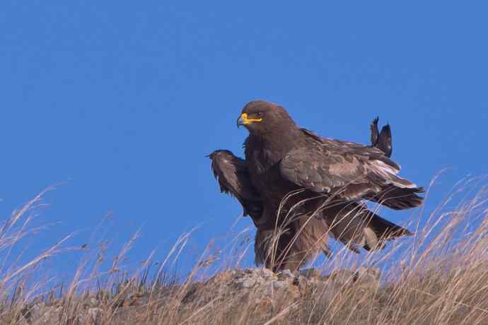 草原雕：摄于达里诺尔湖