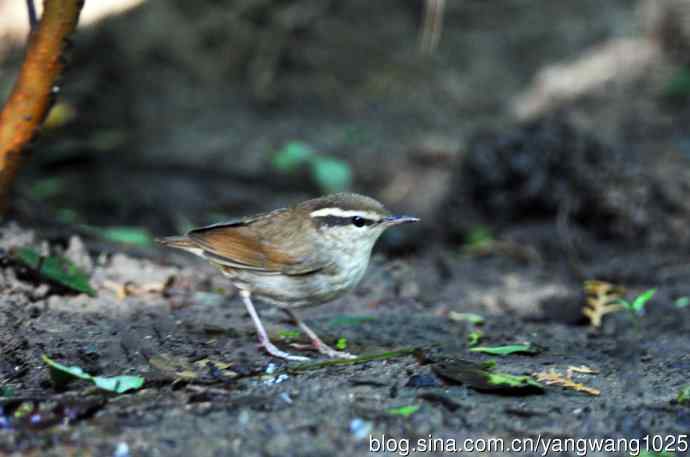 鳞头树莺（记录版）