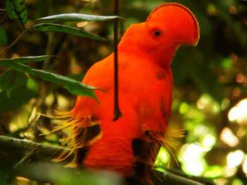 美丽无罪：雀鸟之欣赏