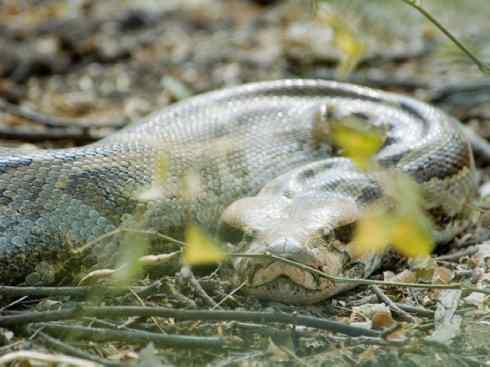 龙：传说的兽原型探秘（蟒蛇类）