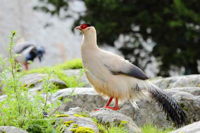 川西行鈥斺敯茁砑