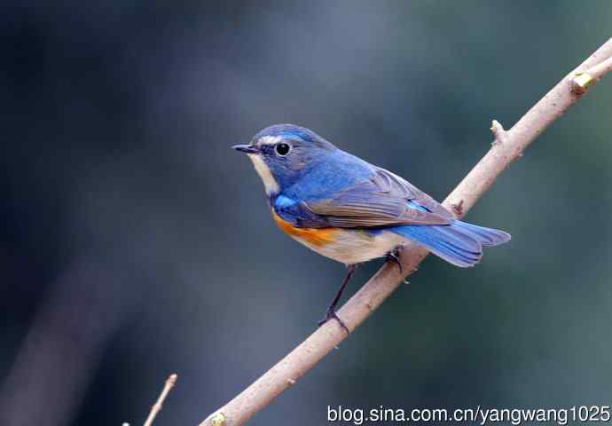 雄性红胁蓝尾鸲（1）