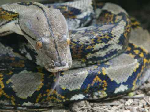 龙：传说的兽原型探秘（蟒蛇类）