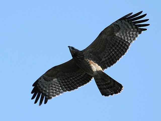 望京楼观赏猛禽迁徙